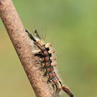 Vapourer Moth Caterpillar 1 